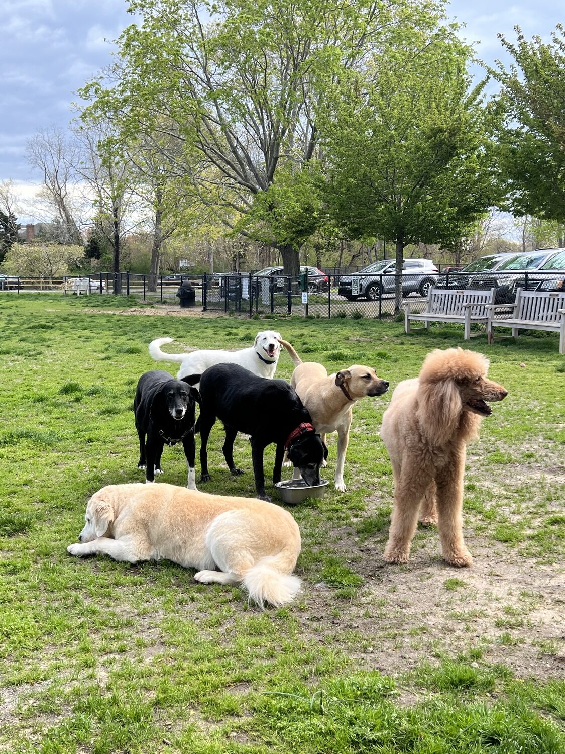 Furry friends at the dog park.