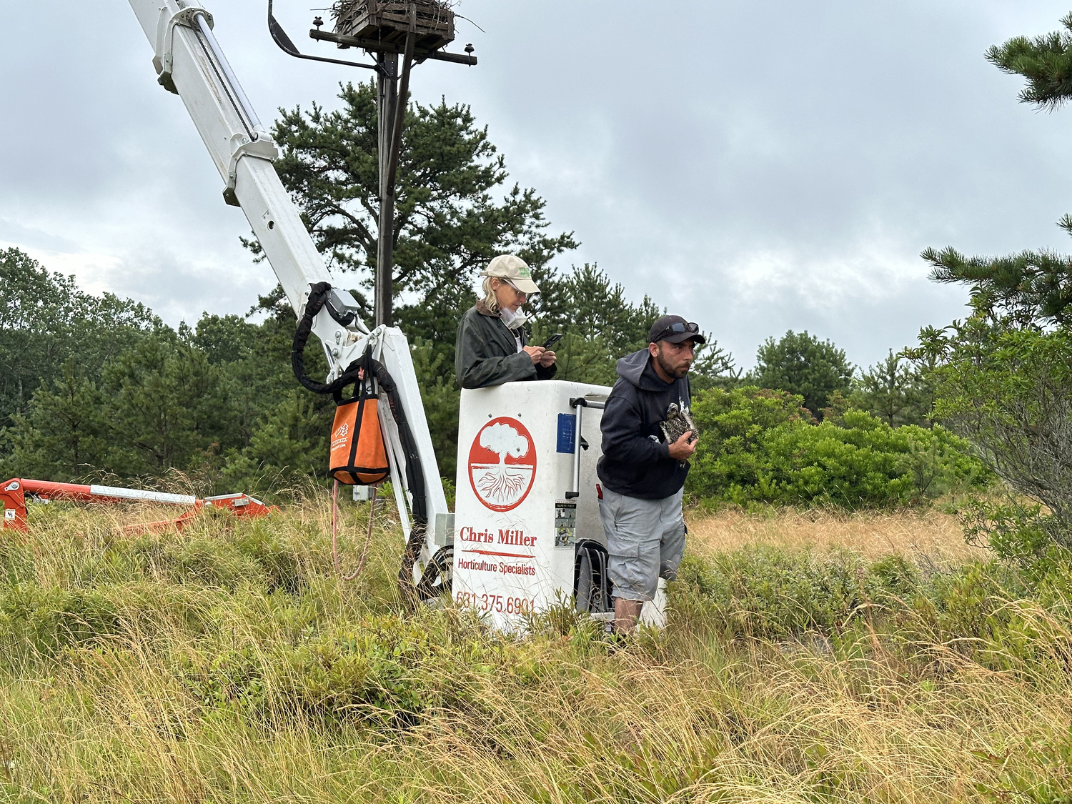 Missy Hargraves of the Evelyn Alexander Wildlife Rescue Center and Joe Rocco of the Broken Antler Wildlife Search and Rescue rescue an injured osprey chick from its nest at The Bridge Golf Club on Sunday morning.