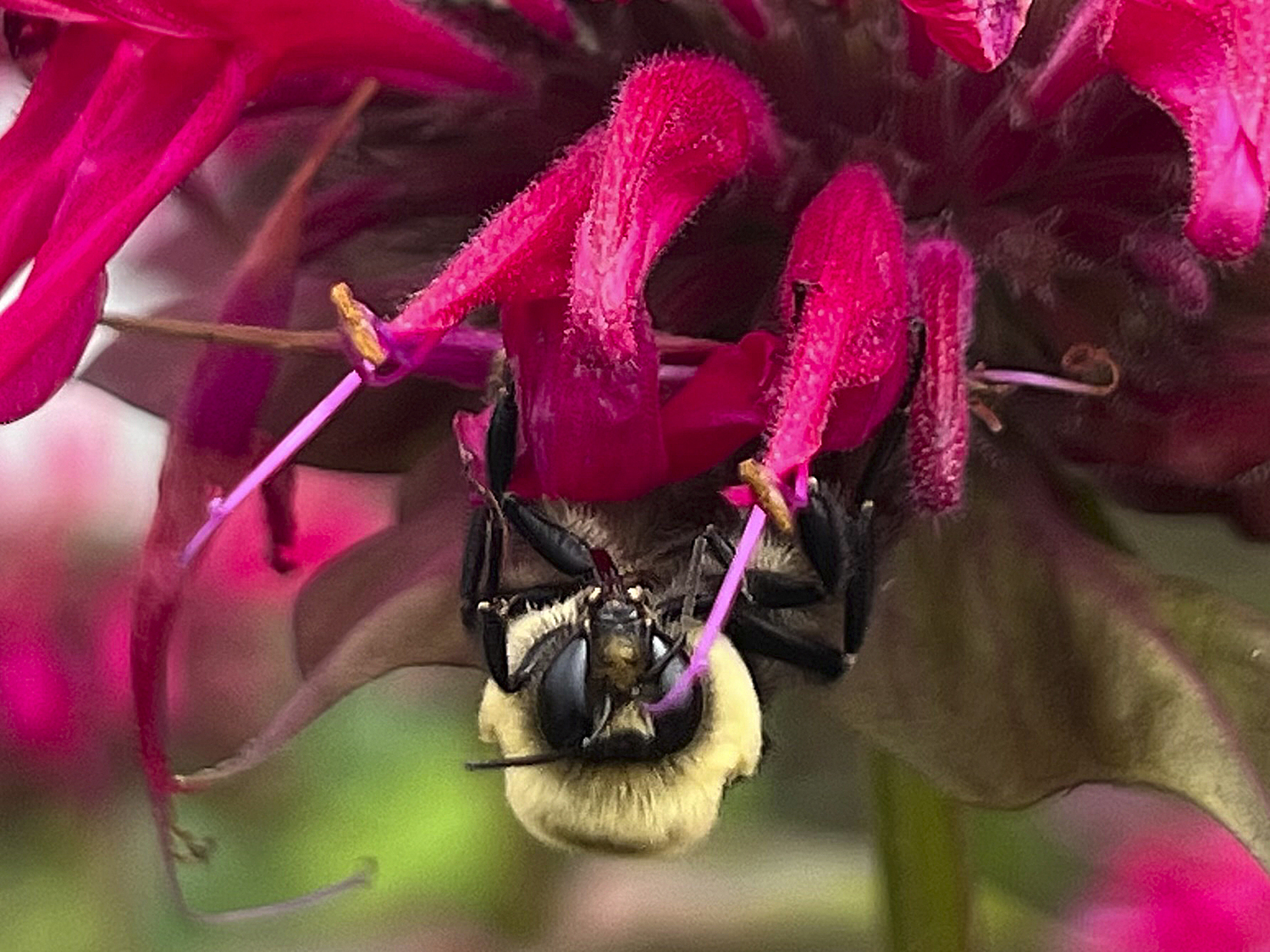 Publicity and concern around the decline of honeybees has been a boon for native bees, such as bumblebees. When gardeners and landscapers refrain from using pesticides, all beneficial insects win.  DANA SHAW