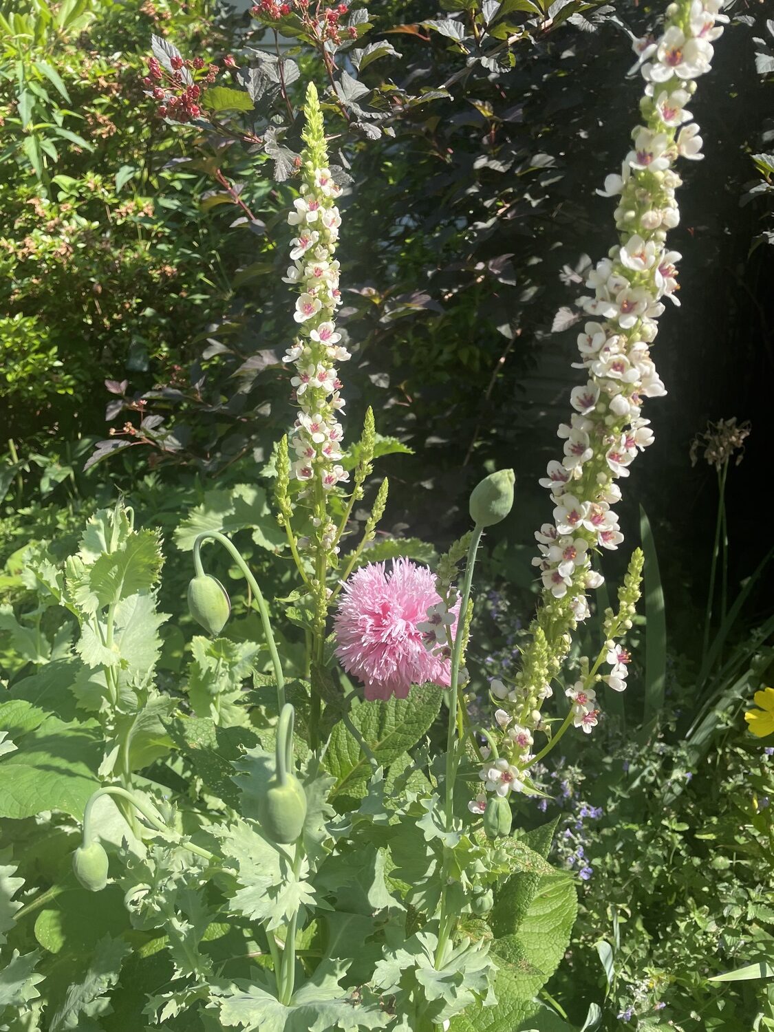 Striking pollinator-friendly plants: Verbascum, or mullein, and Papaver somniferum, or breadseed poppy, are featured in a Westhampton garden.  COURTESY WESTHAMPTON GARDEN CLUB