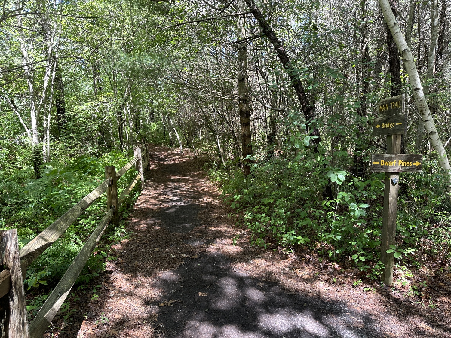 Trail today at the Quogue Wildlife Refuge. DAN STARK