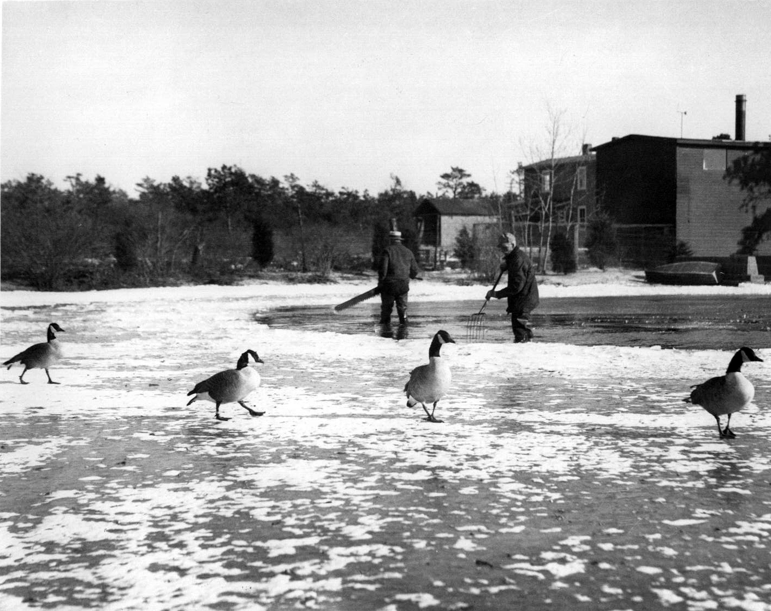 Keeping the ice open for the flocks in the 1930s. COURTESY QUOGUE WILDLIFE REFUGE
