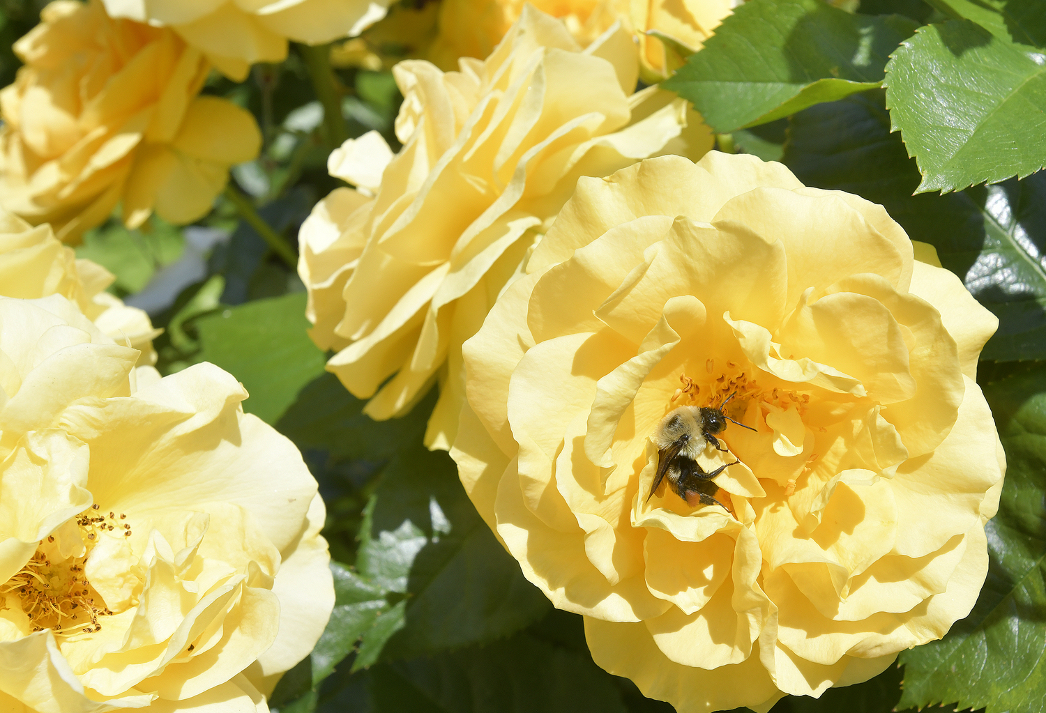 Publicity and concern around the decline of honeybees has been a boon for native bees, such as bumblebees. When gardeners and landscapers refrain from using pesticides, all beneficial insects win.  DANA SHAW