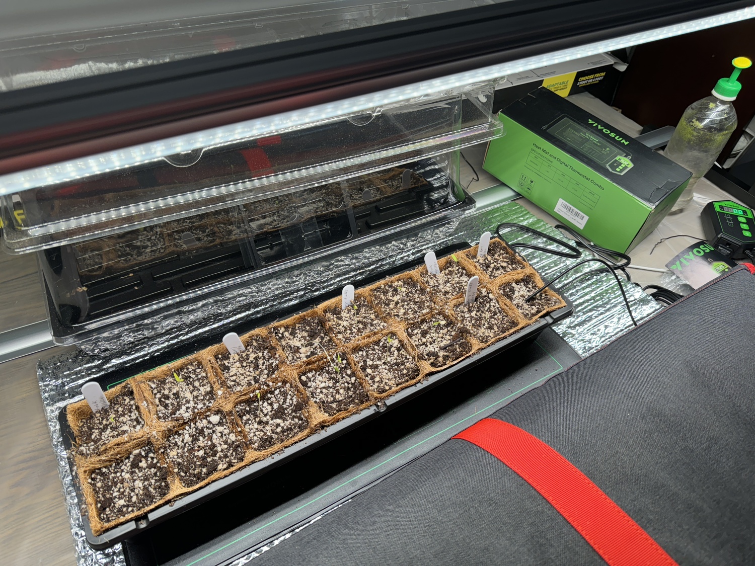 A narrow flat of cells atop a heating mat and all under the LED light fixture. Note the emerging tomato seedlings. As the seedlings elongate the light can easily be raised using a draw string. The heating mat sits atop a cut sheet of foil-faced bubble cell insulation, and the heating pad’s temperature sensor is placed in the last cell at the right end.  ANDREW MESSINGER