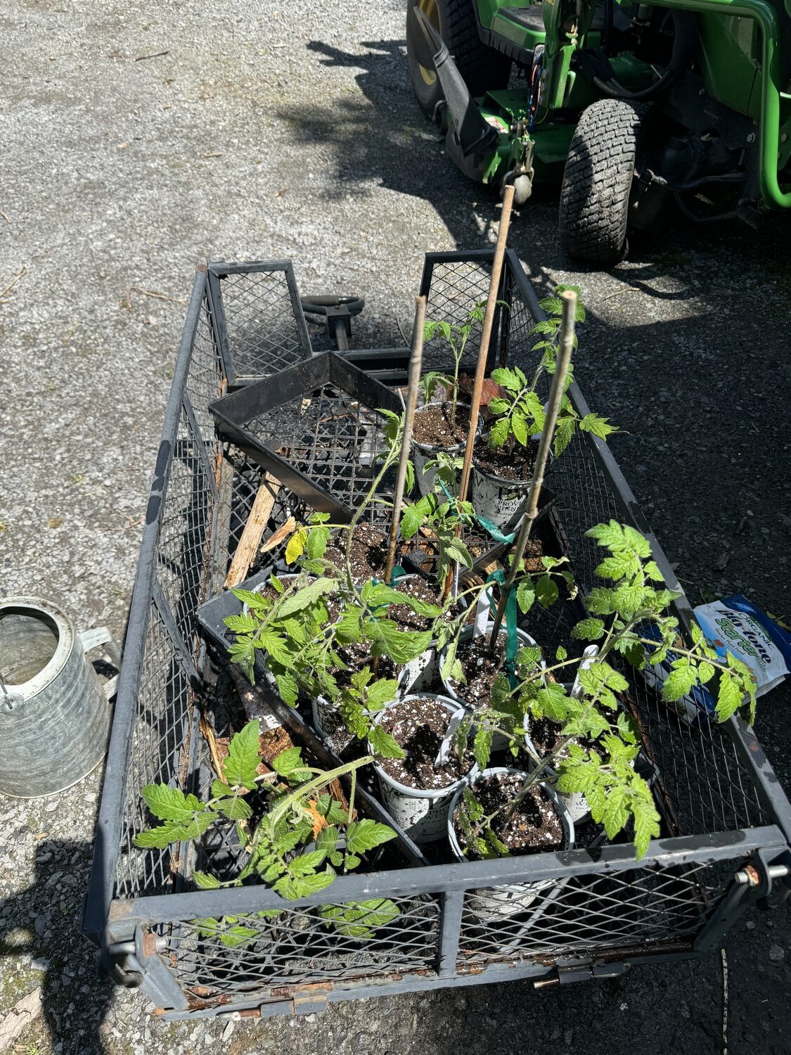 Tomato plants about six weeks after seed being sown. These plants will be grown in small pots for a few more weeks then go into larger containers. Remember, tomato plants that get leggy can always be planted deeper, and this won’t harm them. ANDREW MESSINGER