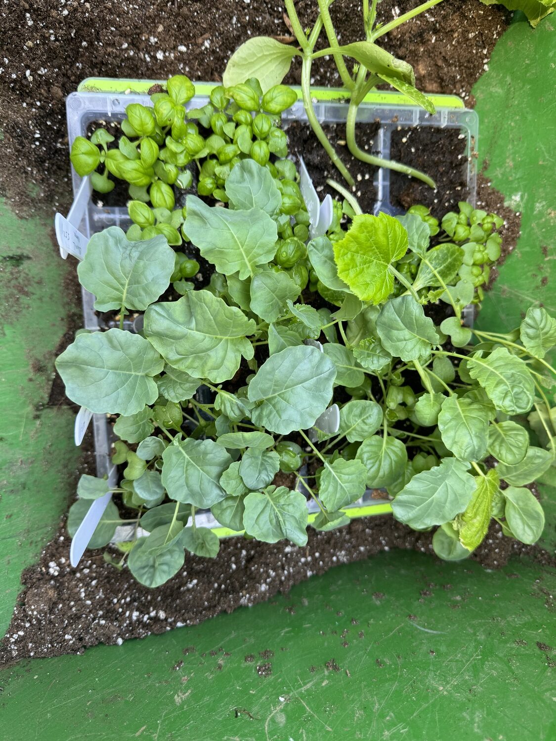 A half-flat of cells with basil (top), Brussels sprouts and broccoli. These get bumped to 4-inch pots then into the garden.  All were grown under the new LED lighting fixture. ANDREW MESSINGER