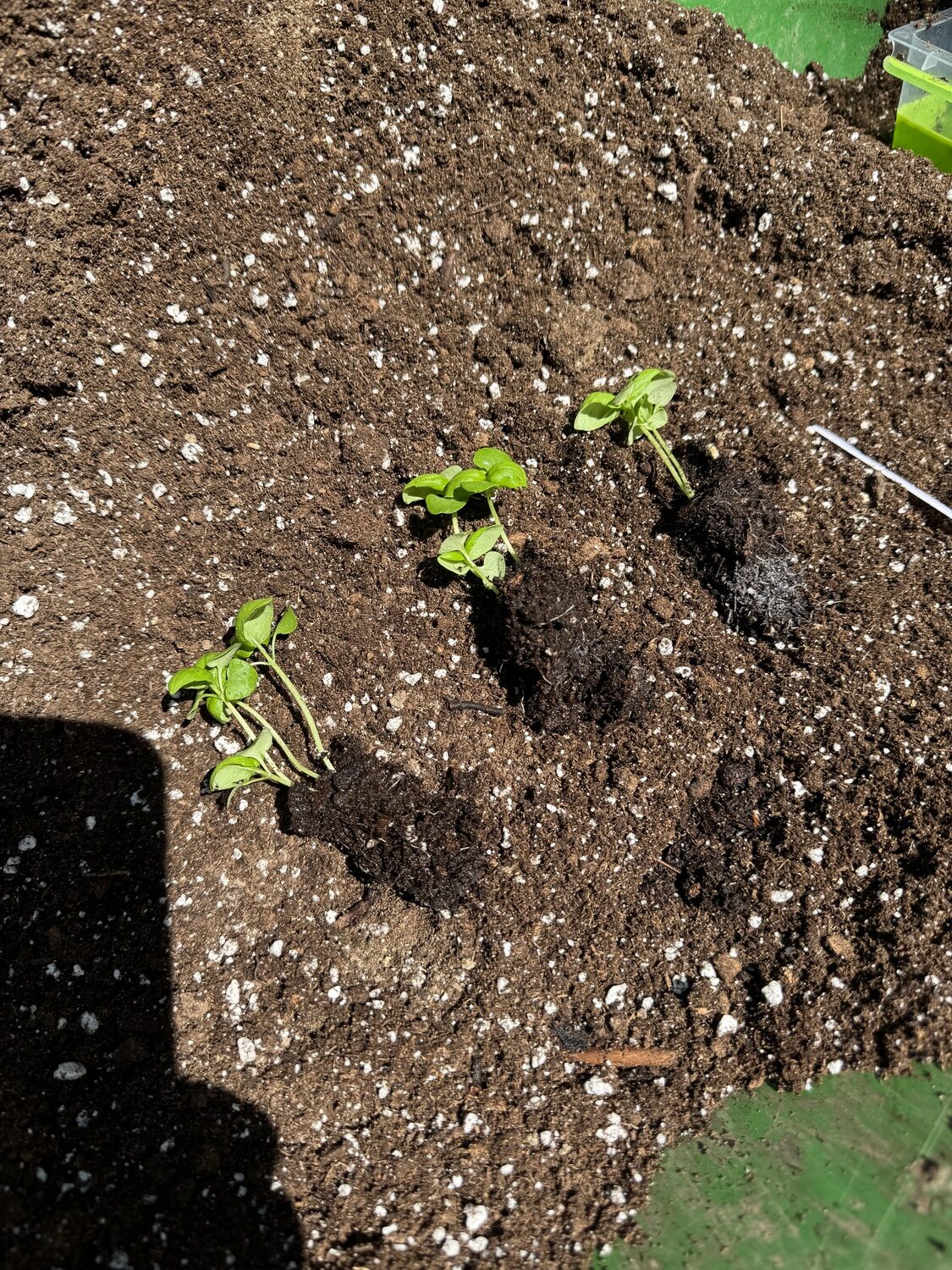 Once out of the cells, the basil seedlings were divided into smaller groups of about three shoots each then transplanted to 4-inch pots prior to planting into larger pots in mid-June to grow on and mature. ANDREW MESSINGER