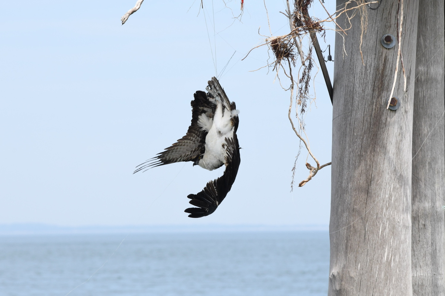 The osprey was tangled in fishing line that may have been wound into the material of the nest it built near a popular fishing spot. DOUG KUNTZ