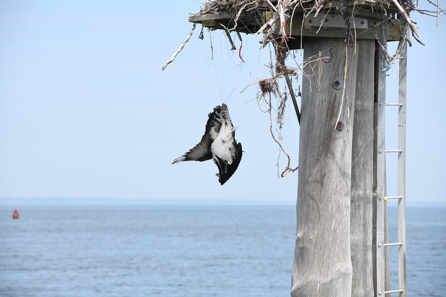 With the fishing line around its leg the osprey end up upside down and unable to get itself back into the nest. DOUG KUNTZ