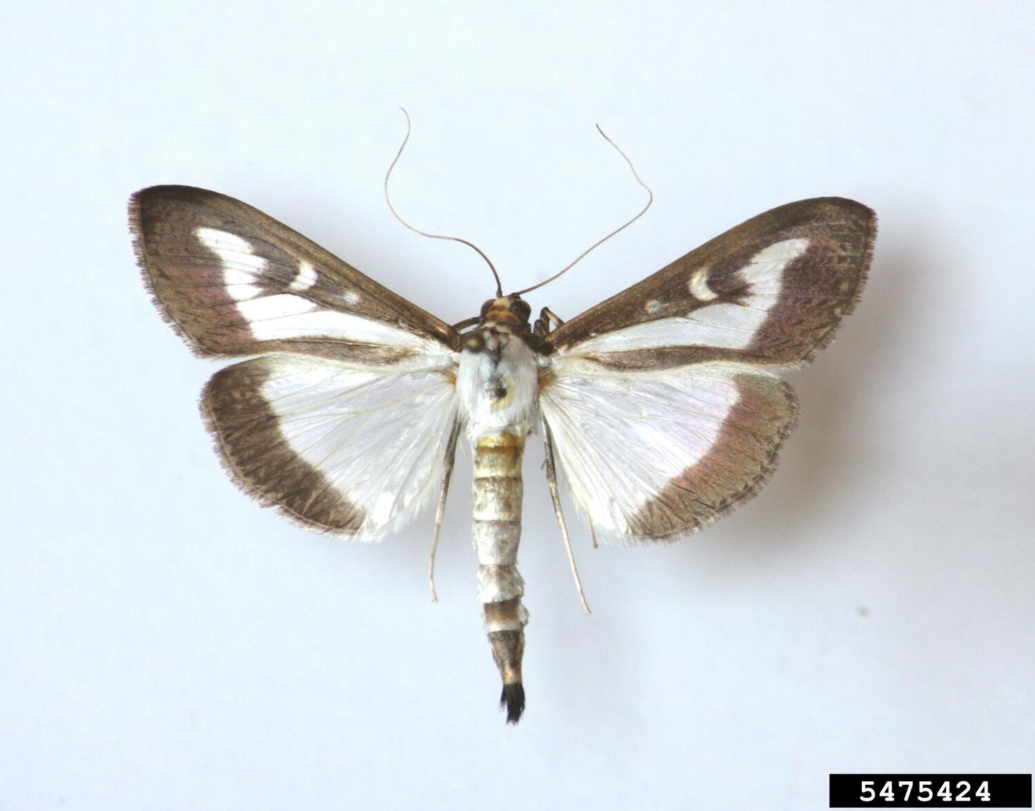 Box tree moth, Cydalima perspectalis.  SZABOLCS SÁFIÁN, UNIVERSITY OF WEST HUNGARY, BUGWOOD.ORG |
CC BY-NC 3.0 US