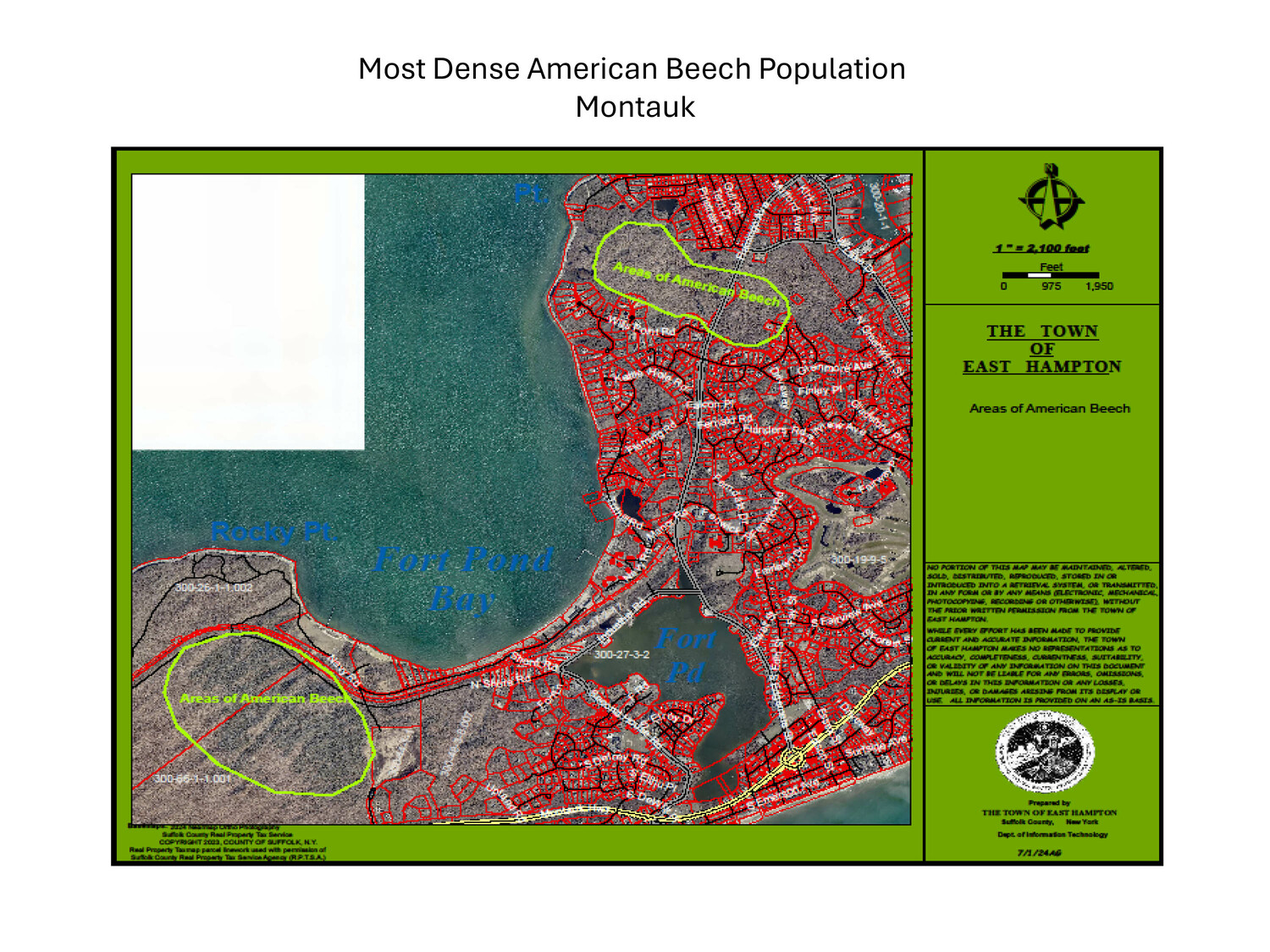 The area in Montauk with the most dense Beech Tree population.  COURTESY EAST HAMPTON TOWN