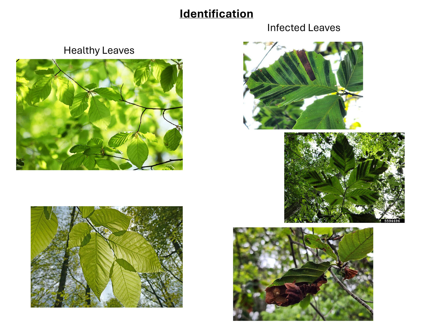 An example of healthy leaves and leaves with Beech Tree Disease.   COURTESY EAST HAMPTON TOWN