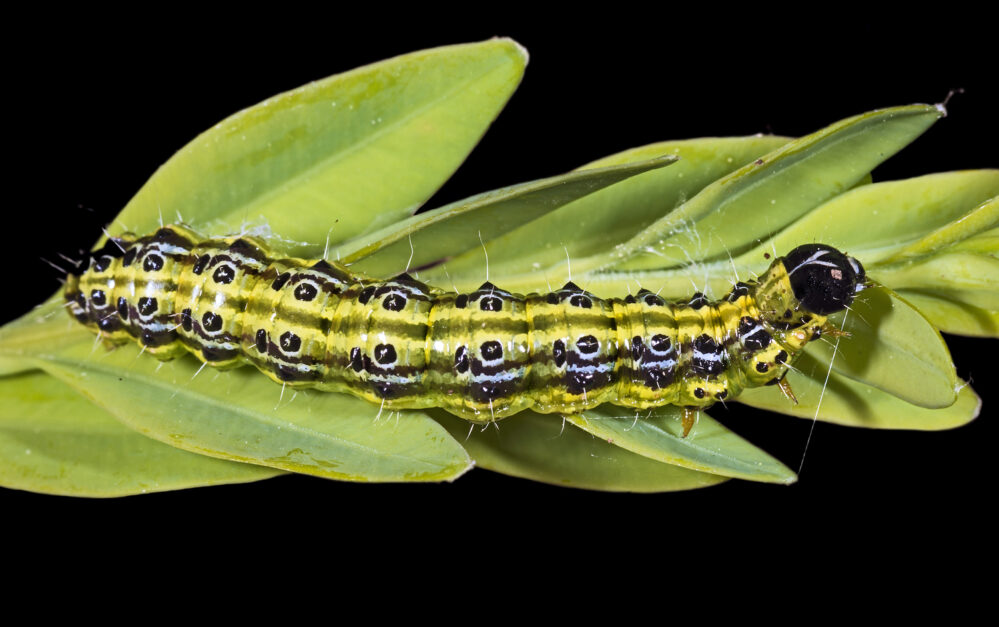 Box tree moth caterpillar. DIDIER DESCOUENS/WIKIMEDIA COMMONS | CC BY-SA 4.0