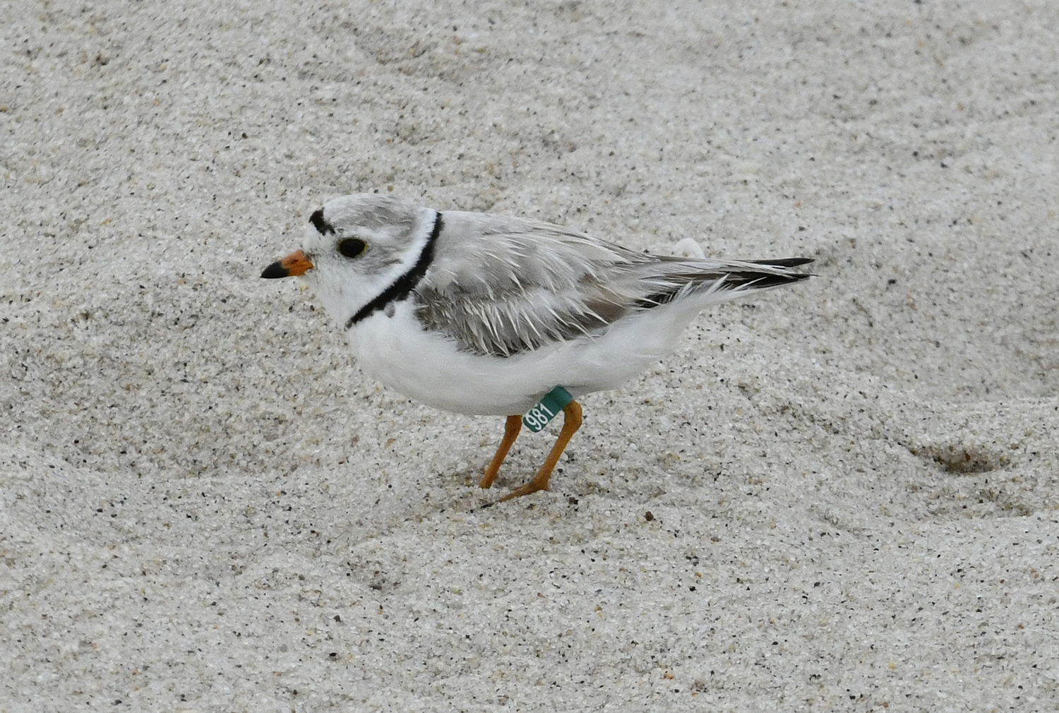 The piping plover has the dubious honor of being on the Endangered Species list since 1973. If elected, Trump has announced that he would gut the Endangered Species Act. Seriously? Why pick on the Piping Plover?    DANA SHAW