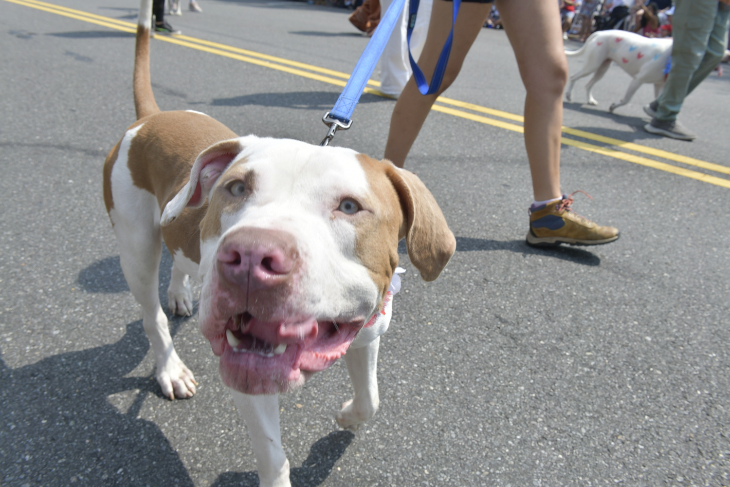 The July 4 parade in Southampton.