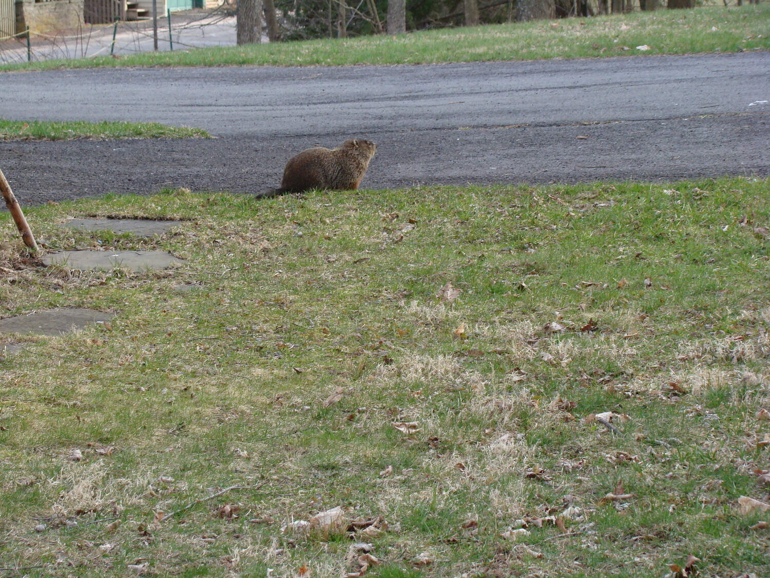 Hampton Gardener Harry contemplating the greener grass on the other side of the road. Other than foxes, automobiles are the other prime predator of groundhogs on the East End. ANDREW MESSINGER