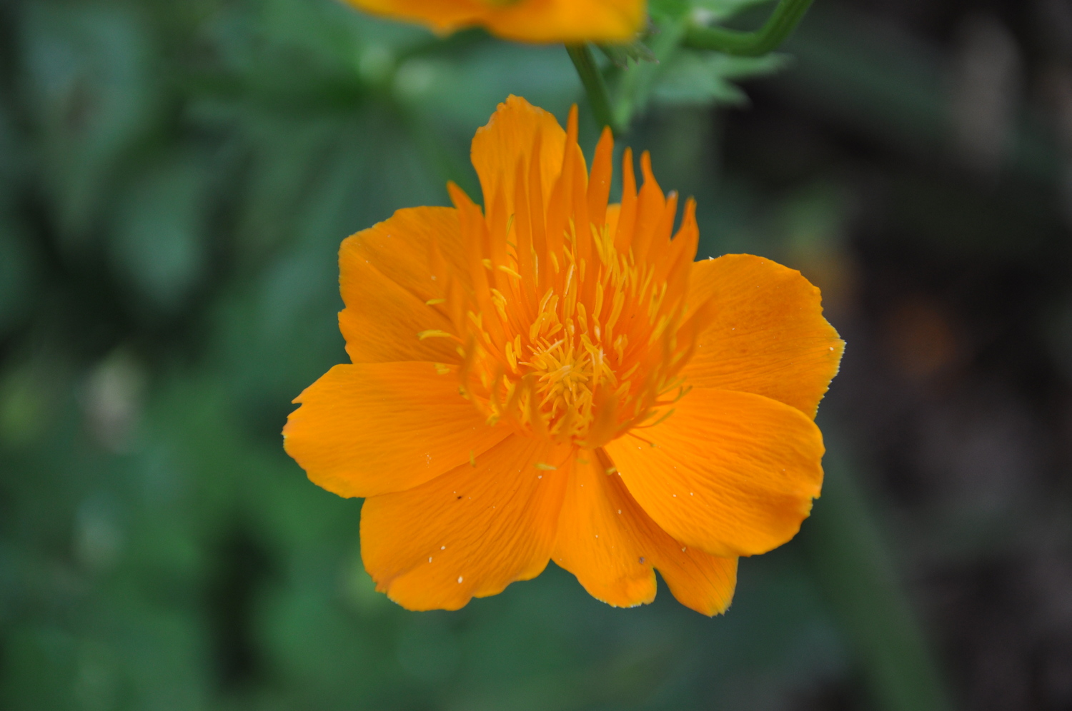 Trollius occurs in several colors but one of the most striking is Orange Queen, which is one of the latest. On long wiry stems it makes a great but short-lived cut flower. ANDREW MESSINGER