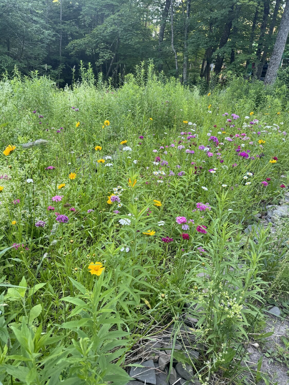 Hudson Valley Seeds bee-friendly wildflower mix years after sowing. A great mix of self-seeding annuals and perennials for the eye and pollinators.
  ANDREW MESSINGER