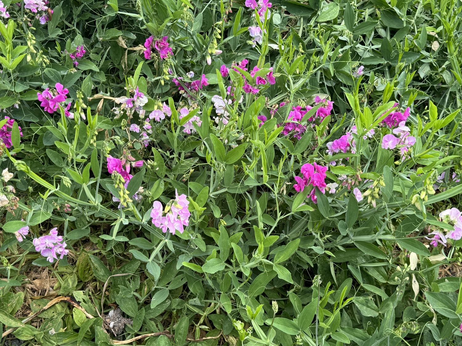 A native wildflower, Lathyrus latifolius, or wild sweet pea, requires virtually no care once established. It will lie on the ground and mound, or grow up a trellis or tree trunk. No need to feed and nearly insect and disease free. Plant the seeds in late summer and some will sprout the following spring. ANDREW MESSINGER