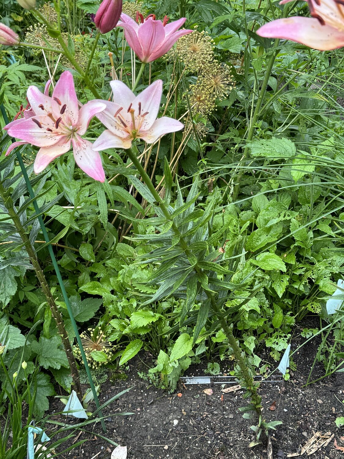 Groundhog damage to a lily stem. Every leaf from the ground to about 15 inches up the stem was a culinary treat for this rodent. The stems on both the left and right have been browsed. ANDREW MESSINGER