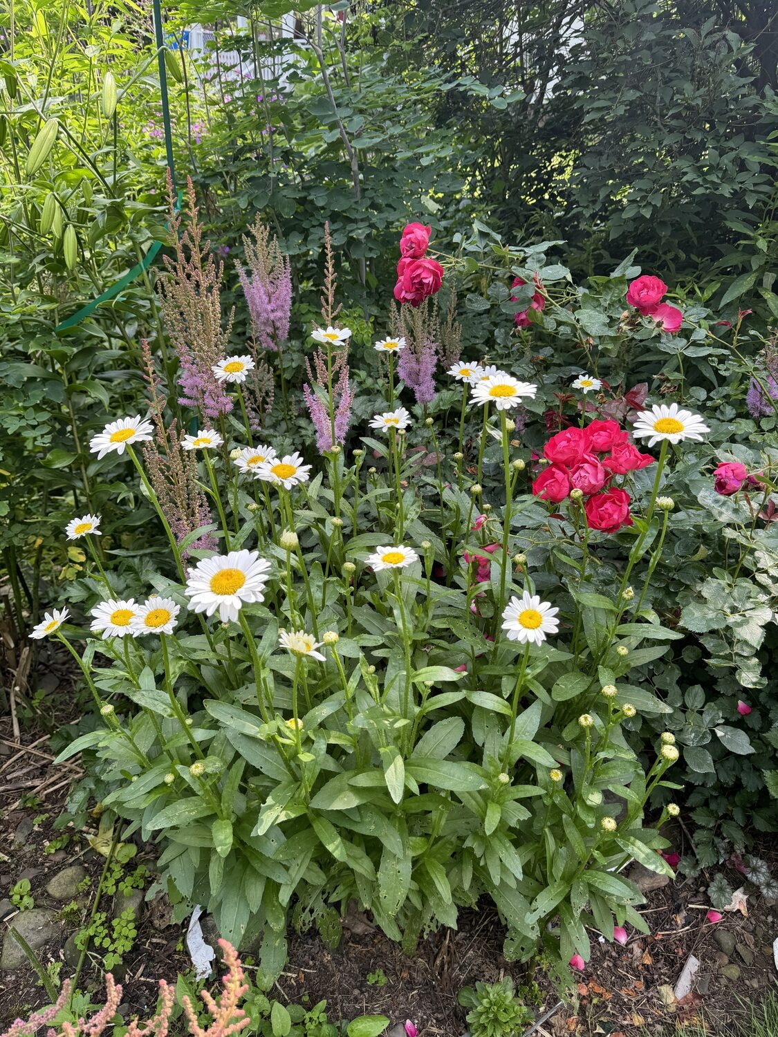 The Shasta daisy or Leucanthemum “Becky” has been not only reliable but fully hardy.  It has a double row of flower rays with the distinct yellow button. With no disease or insect issues it’s great in the mid-border and for cuts and it’s a good rebloomer.  ANDREW MESSINGER