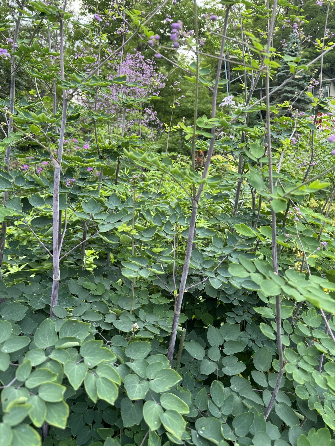 Thalictrum rochebrunianum “Black Stockings” is the only Thalictrum with a noticeable dark stem.  This variety can grow up to 6 to 9 feet tall with clouds of purple flowers that attract a host of pollinators.  ANDREW MESSINGER