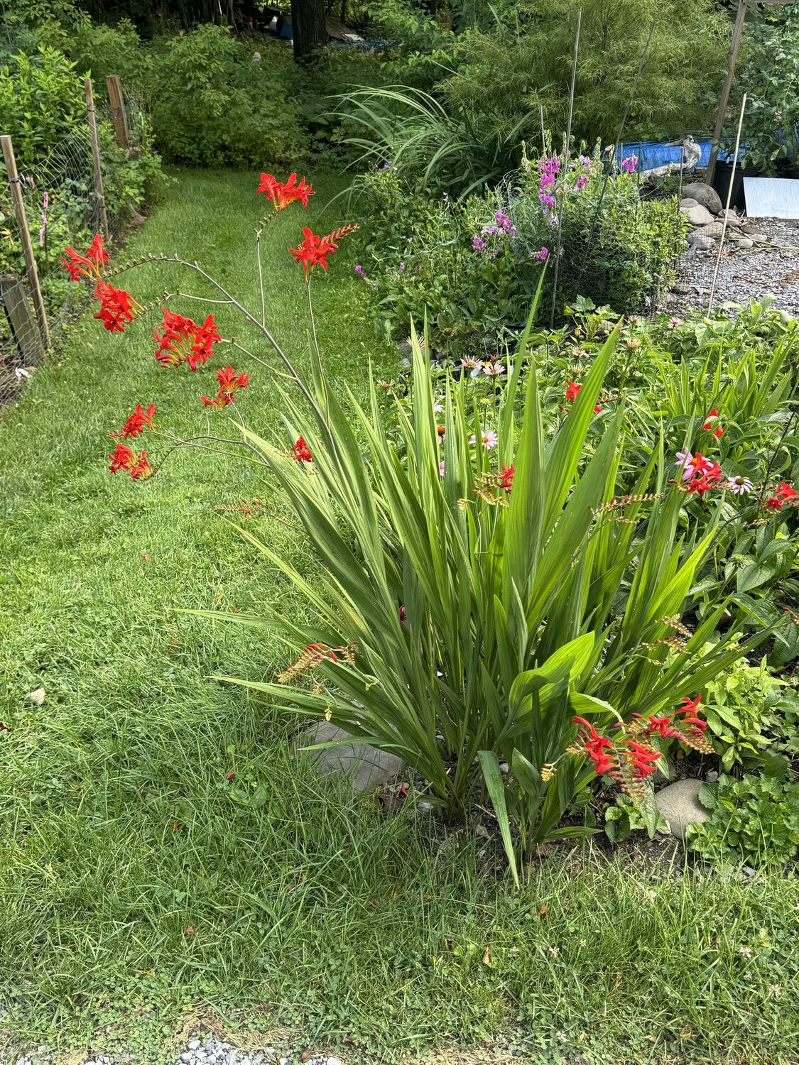 The sword-leaved Kniphofia “Diablo” is a true red variety of Torch Lily with 3-foot-long strappy leaves and even longer flower stalks. This plant likes it dry and sunny, and it will bloom for about two months or longer. Also great for cuts.  ANDREW MESSINGER