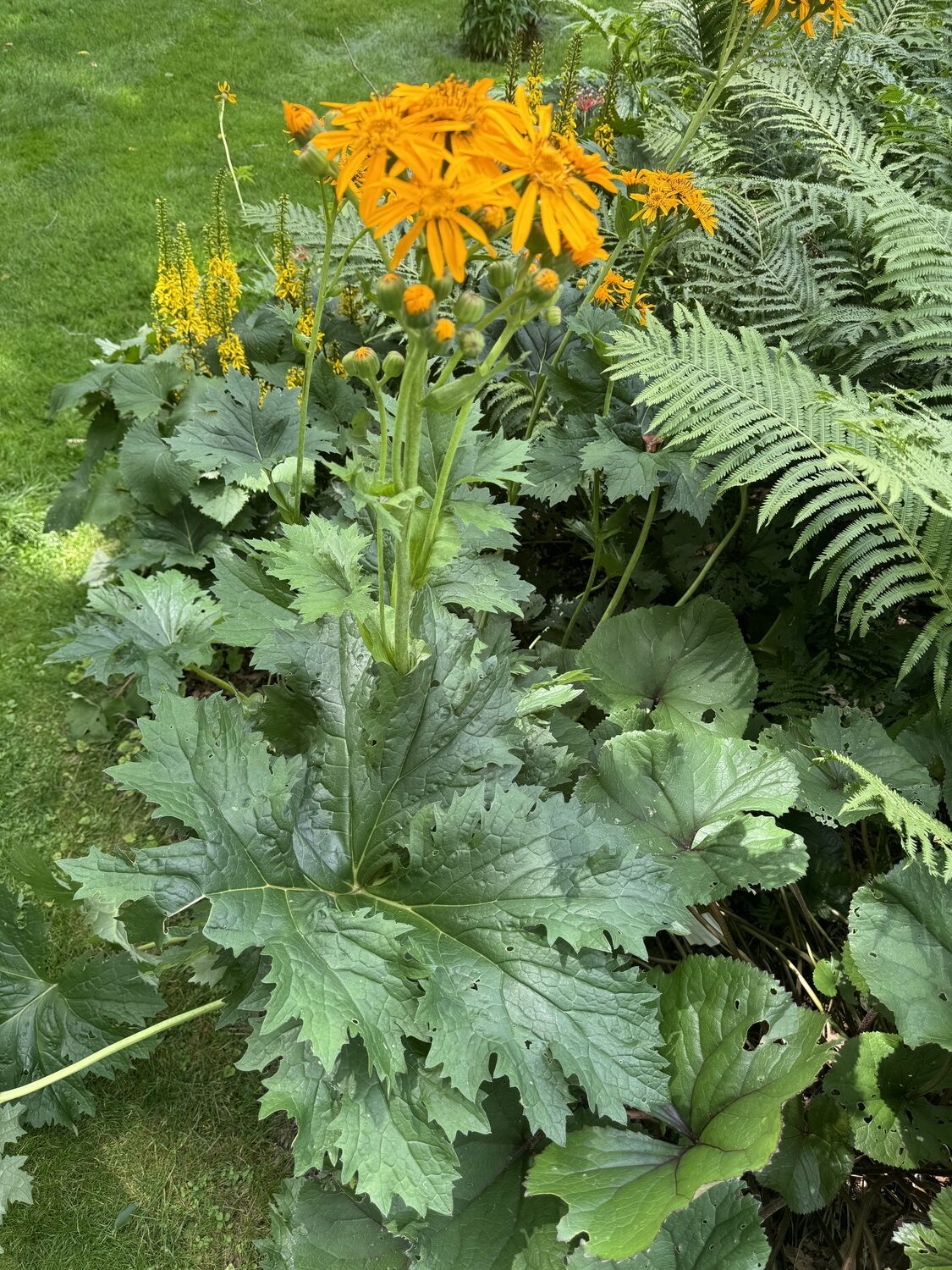 Showing the vast diversity in the Ligularias  the variety 