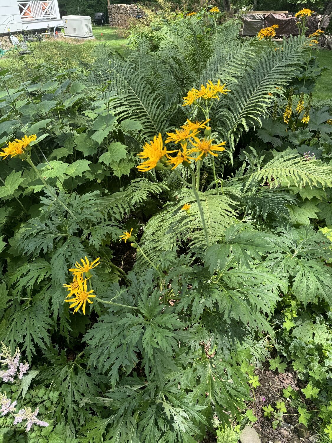 Ligularia “Chinese Dragon” has large deeply cut foliage with flower spikes growing to about 40 inches or more.  ANDREW MESSINGER