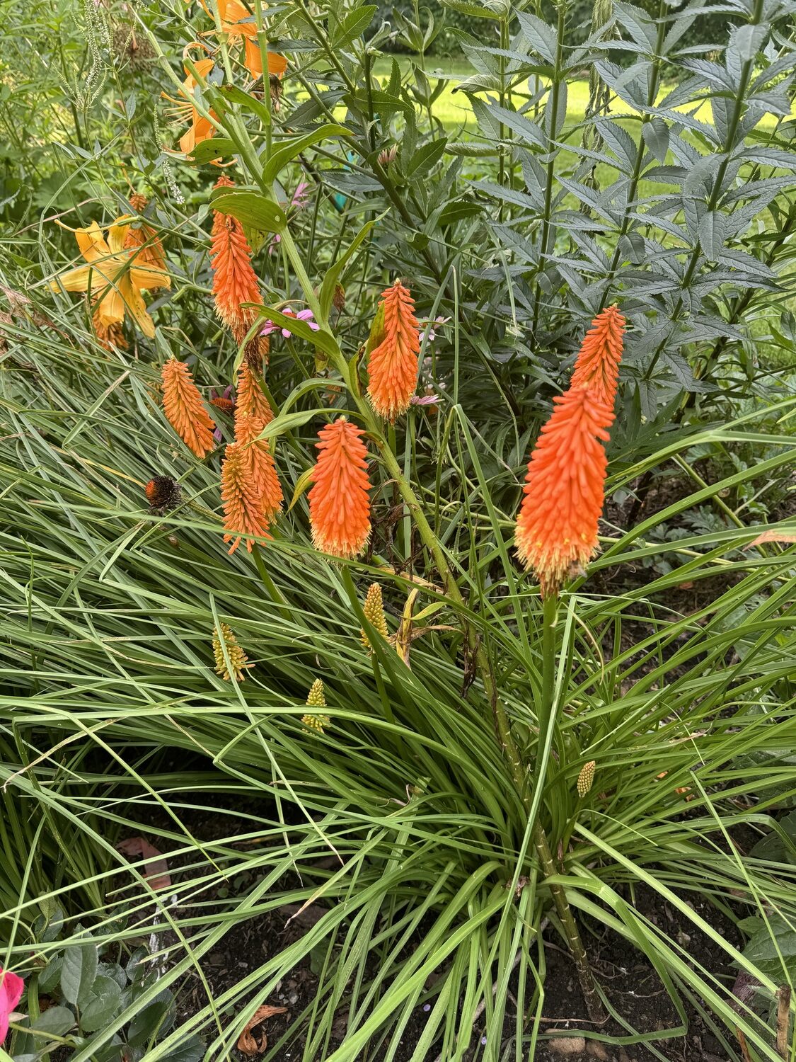 Kniphofia “Diablo” that was already in bloom for two weeks.  Notice the new bud stems with immature flowers below.  These will elongate and extend the blooming season when they flower in about a week but you can see even small buds on the lower right which will take about ten days to get to blooming size and height.  ANDREW MESSINGER