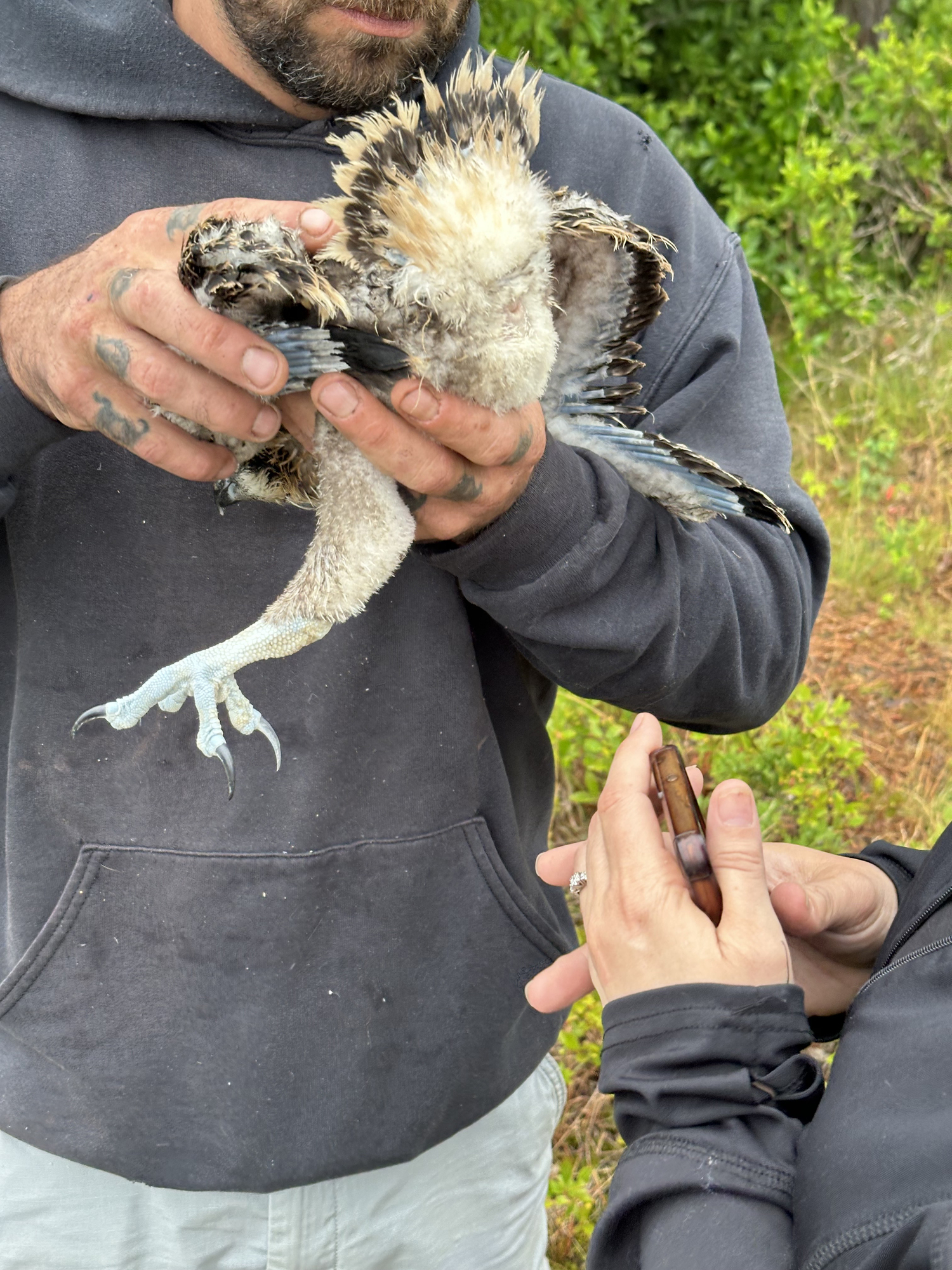 Joe Rocco of the Broken Antler Wildlife Search and Rescue and Missy Hargraves of the Evelyn Alexander Wildlife Rescue Center look over an injured osprey chick at The Bridge Golf Club on Sunday morning.