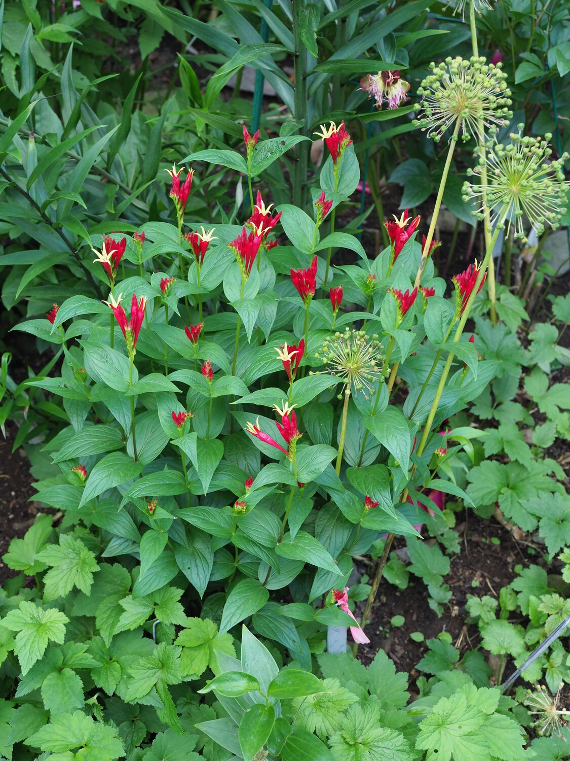 With its fiery red flowers and yellow-lined lips Spigelia mirlandica seems to be the only winter hardy variety, and it grows to about 18 inches tall. When the first flush of
flowers is cut back (lightly) the plant often reflowers, giving a second dazzling show three
to four weeks later. ANDREW MESSINGER