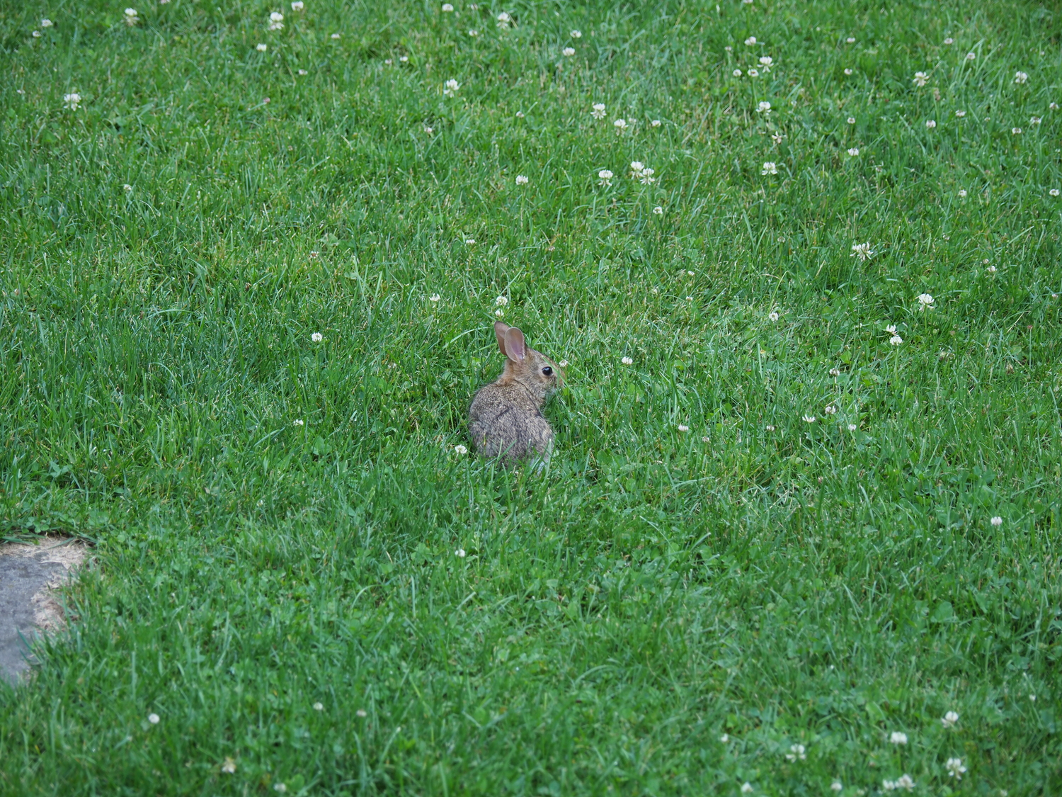 Peter, or was it Penelope Rabbit, on the front lawn. Cottontails seem to have a thing for Kentucky bluegrass and the flowers of white clover. Plenty of both here.  ANDREW MESSINGER