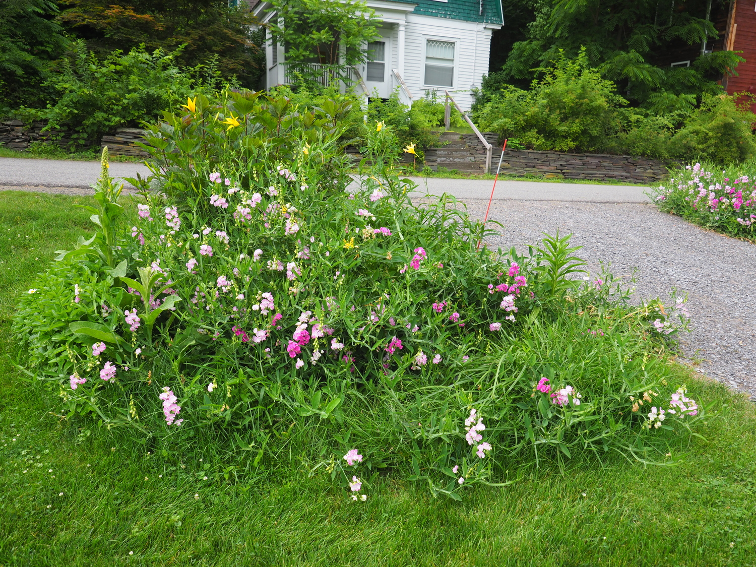 For those willing to let the pea plants go wild, this is a round bed about 8 feet in diameter. The pea stems surround the bed with daylilies, Verbascum and at the top, a large stand of perennial Hibiscus pushing through undaunted. Not your Meadow Lane look, but for those going natural and native it’s a great plant.  ANDREW MESSINGER