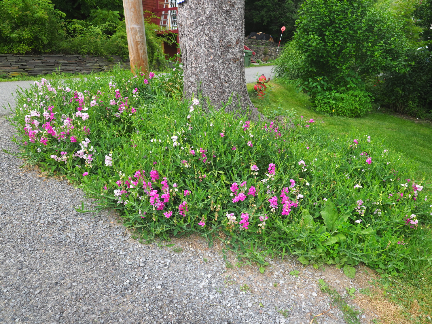 On the other side of the driveway, this stand of native sweet pea at the driveway entrance.  This planting is about 7 years old and from a half dozen seeds. It dies back to the ground in the winter and thrives in the summer heat and has hardy roots that make it through the coldest winters. With 10-inch flower stems, it makes a great, lightly scented cut flower as well. ANDREW MESSINGER