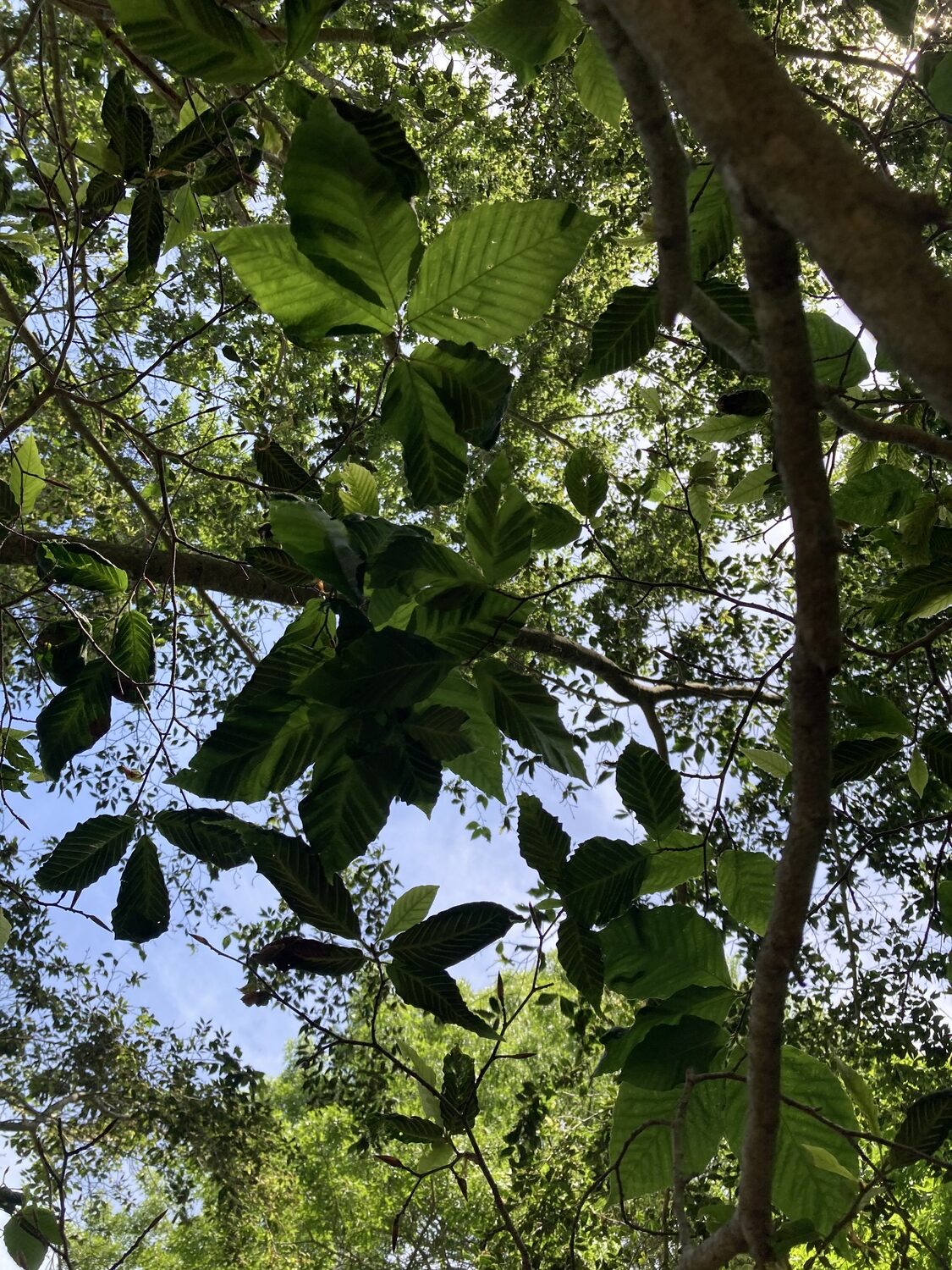 Beech leaf disease is affecting trees in multiple locations in East Hampton Town. ANDY GAITES