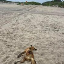 A red fox that appeared to have been shot was found dead on a Southampton Village beach earlier this month.