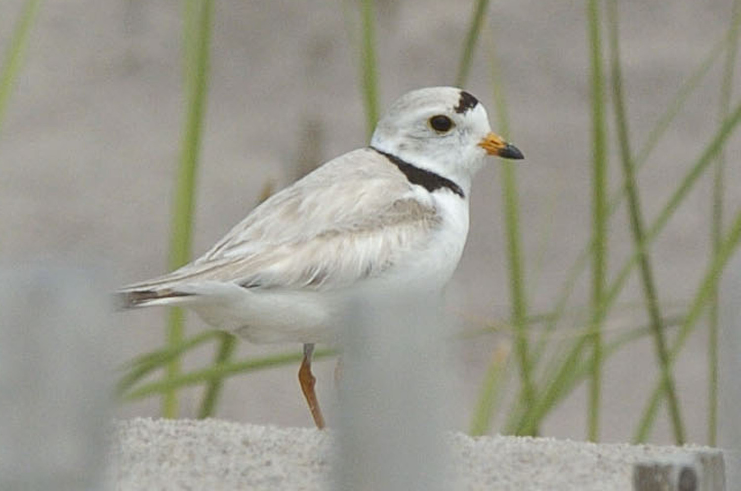 The piping plover has the dubious honor of being on the Endangered Species list since 1973. If elected, Trump has announced that he would gut the Endangered Species Act. Seriously? Why pick on the piping plover?    DANA SHAW