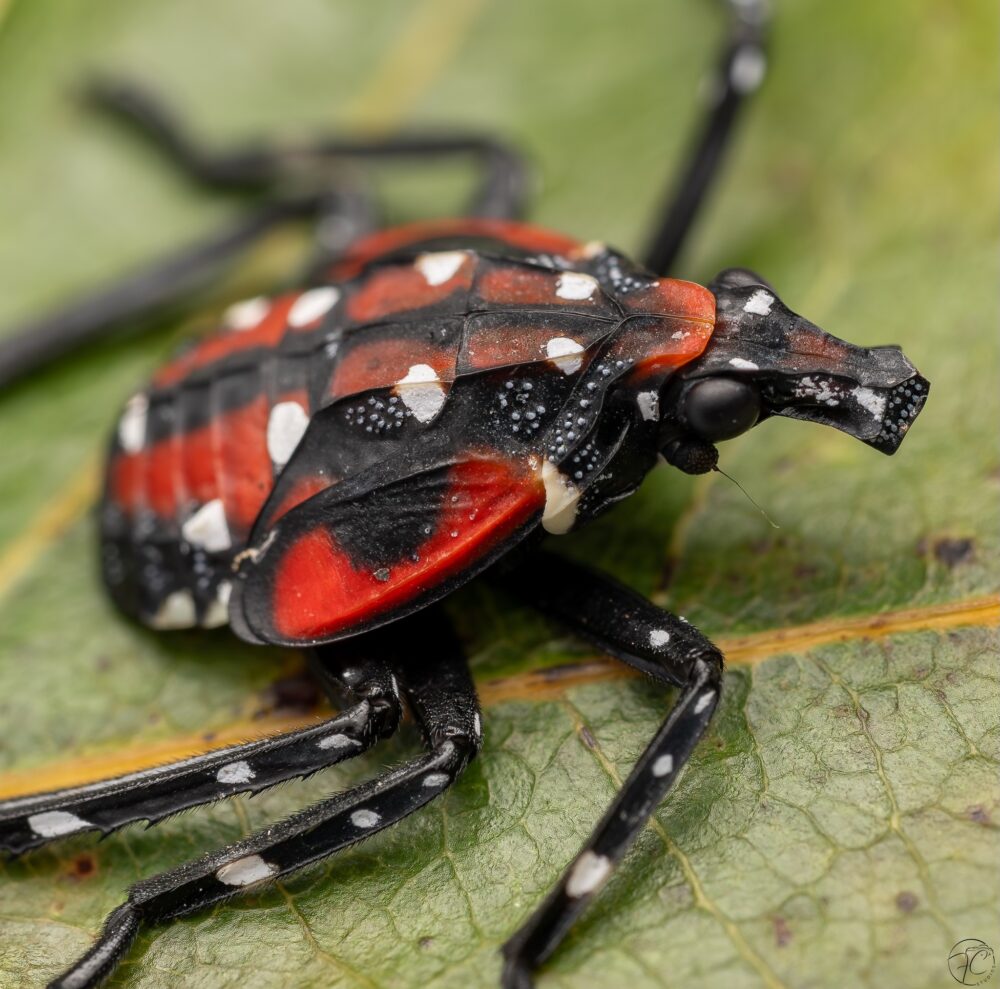 A spotted lanternfly nymph. @FRANCISCHARLESSTUDIOS