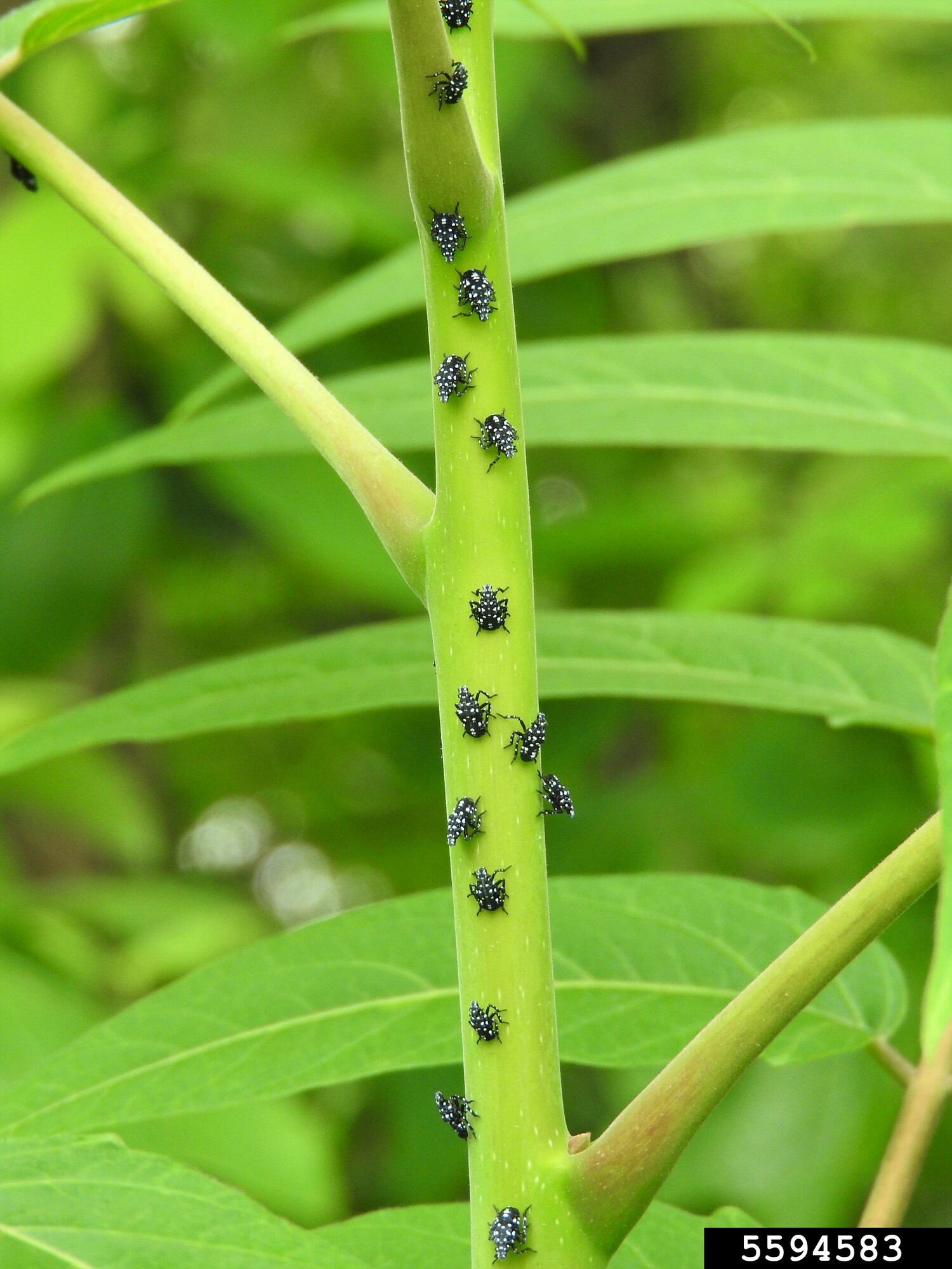 Spotted lanternfly nymphs.  RICHARD GARDNER, BUGWOOD.ORG | CC BY-NC 3.0 US