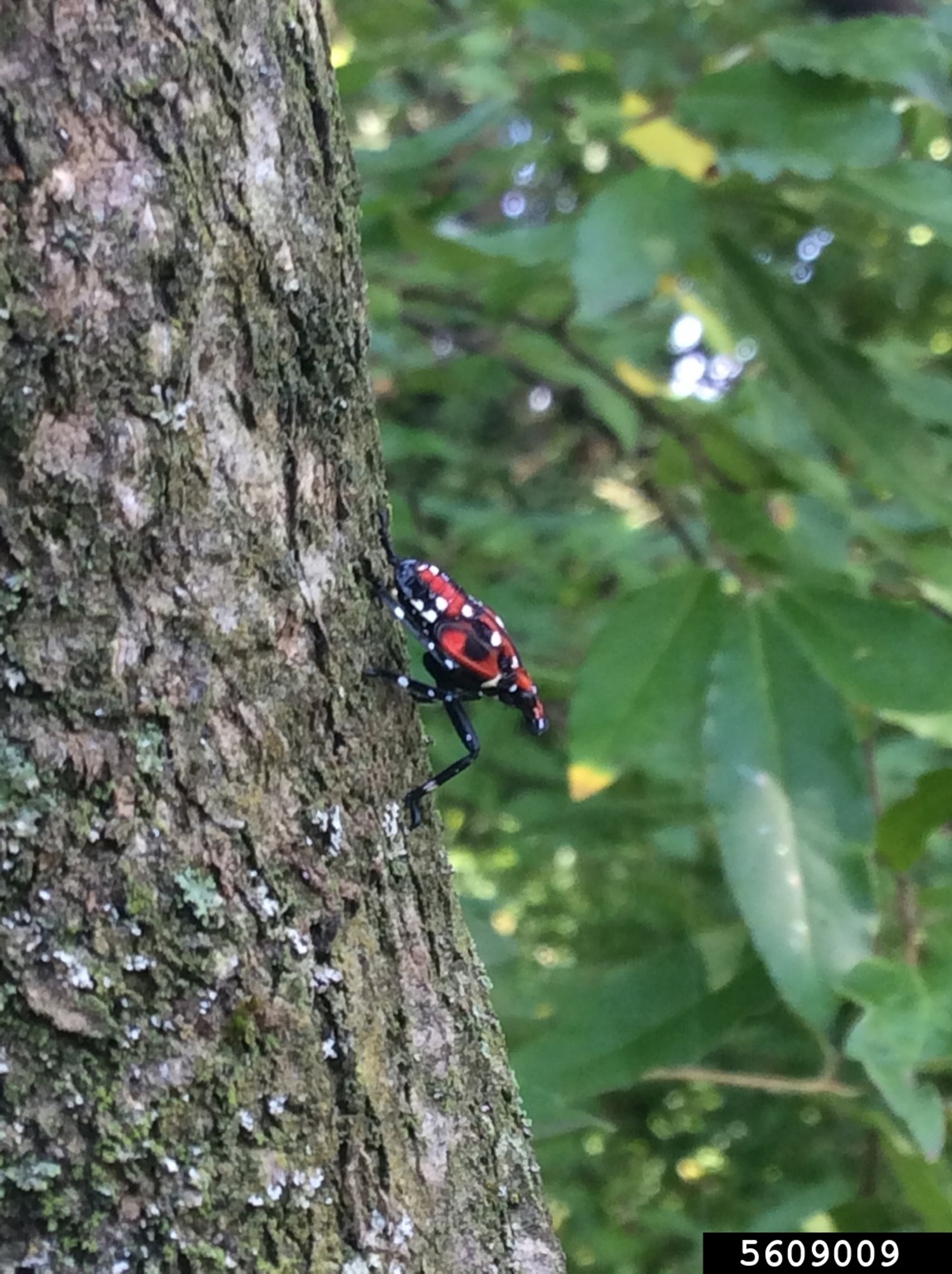 A spotted lanternfly nymph. SARA LALK, CLEMSON UNIVERSITY, BUGWOOD.ORG
 | CC BY-NC 3.0 US