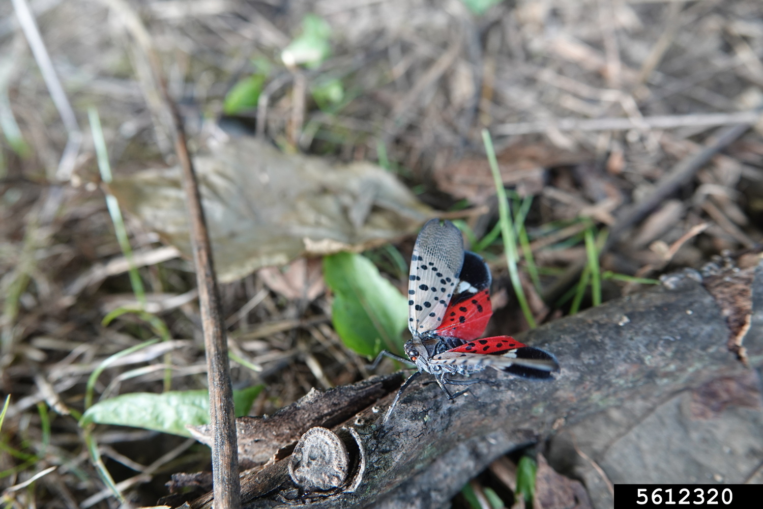 Spotted lanternfly adult. REBEKAH D. WALLACE, UNIVERSITY OF GEORGIA, BUGWOOD.ORG
| CC BY-NC 3.0 US