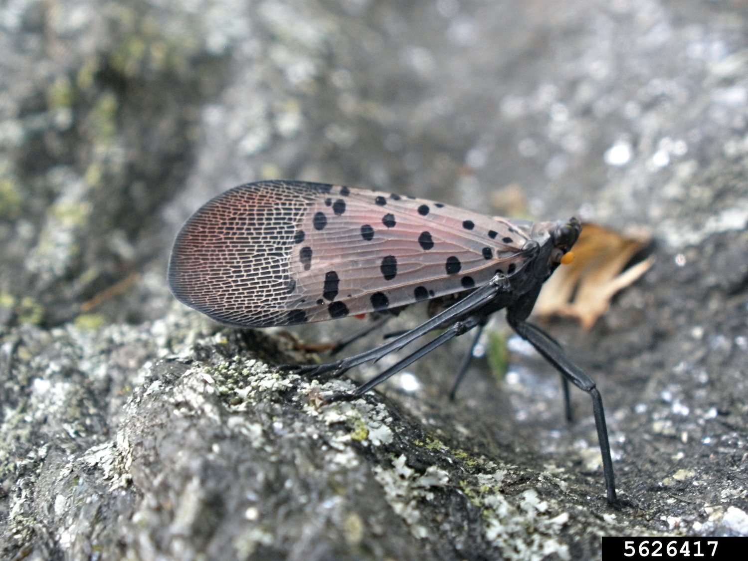 A spotted lanternfly adult. ANSEL OOMMEN, BUGWOOD.ORG | CC BY-NC 3.0 US