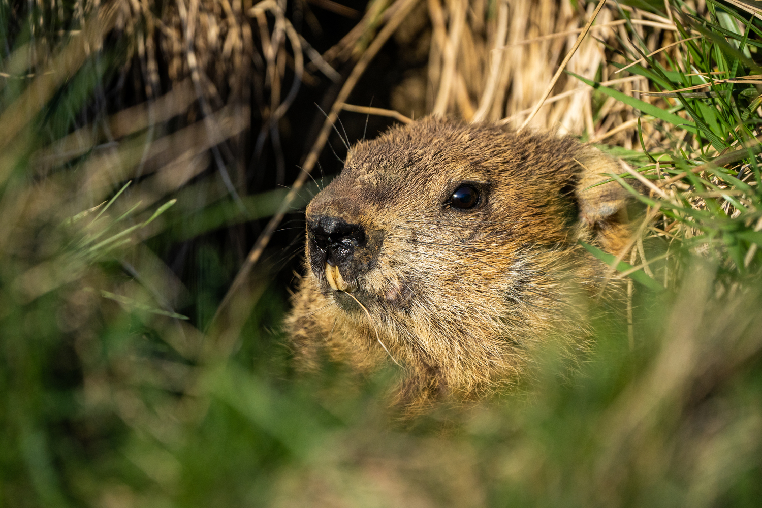 Groundhog.  ERIC GETTLER