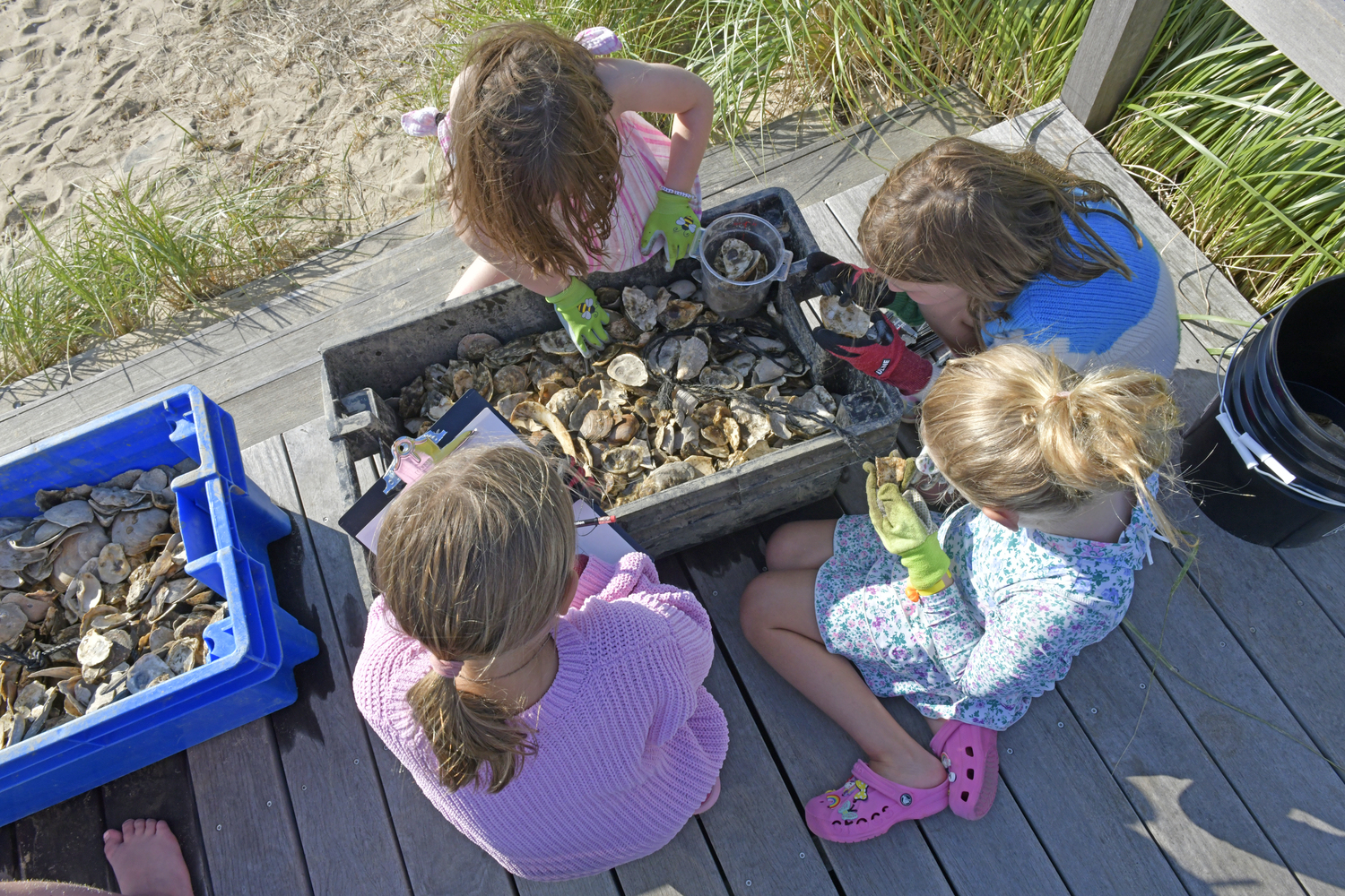 Kids sort through oyster shells looking for seedlings to transfer to the bay.  DANA SHAW