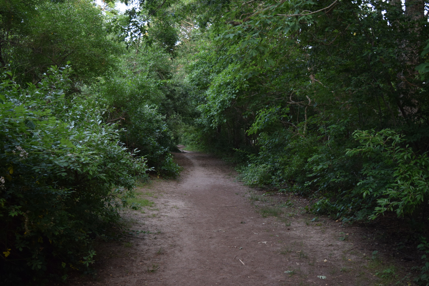 The heavily wooded Springs Park is beset by invasive species that are choking native species, East Hampton Town officials say. CHRISTOPHER WALSH