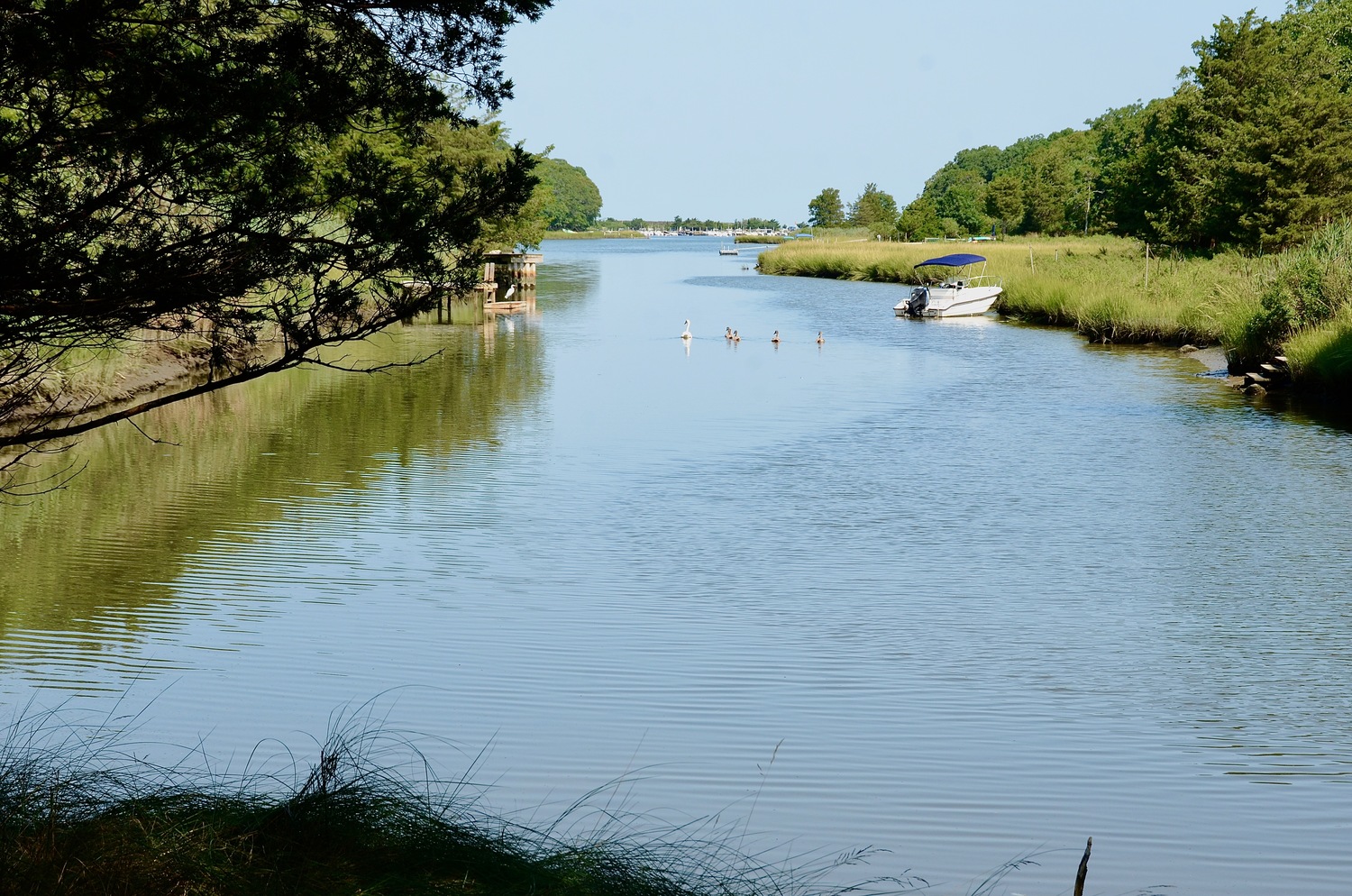 The East Hampton Town Trustees approved a proposal from Cornell Cooperative Extension for a nitrogen remediation project. KYRIL BROMLEY