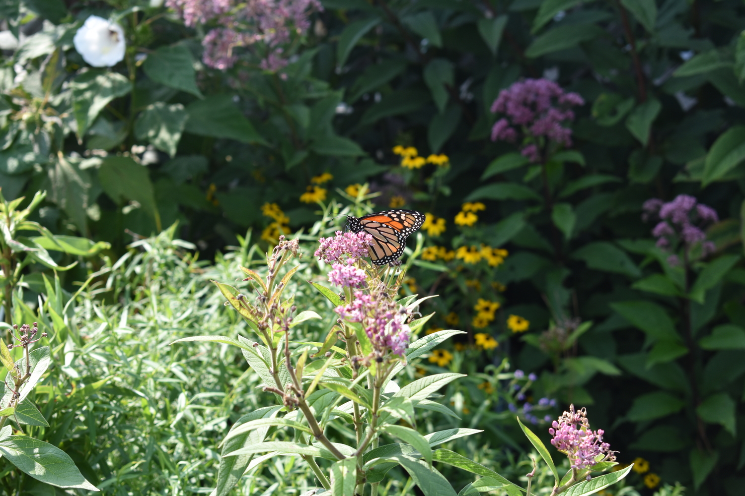 A monarch on swamp milkweed, Asclepias incarnata. BRENDAN J. O'REILLY