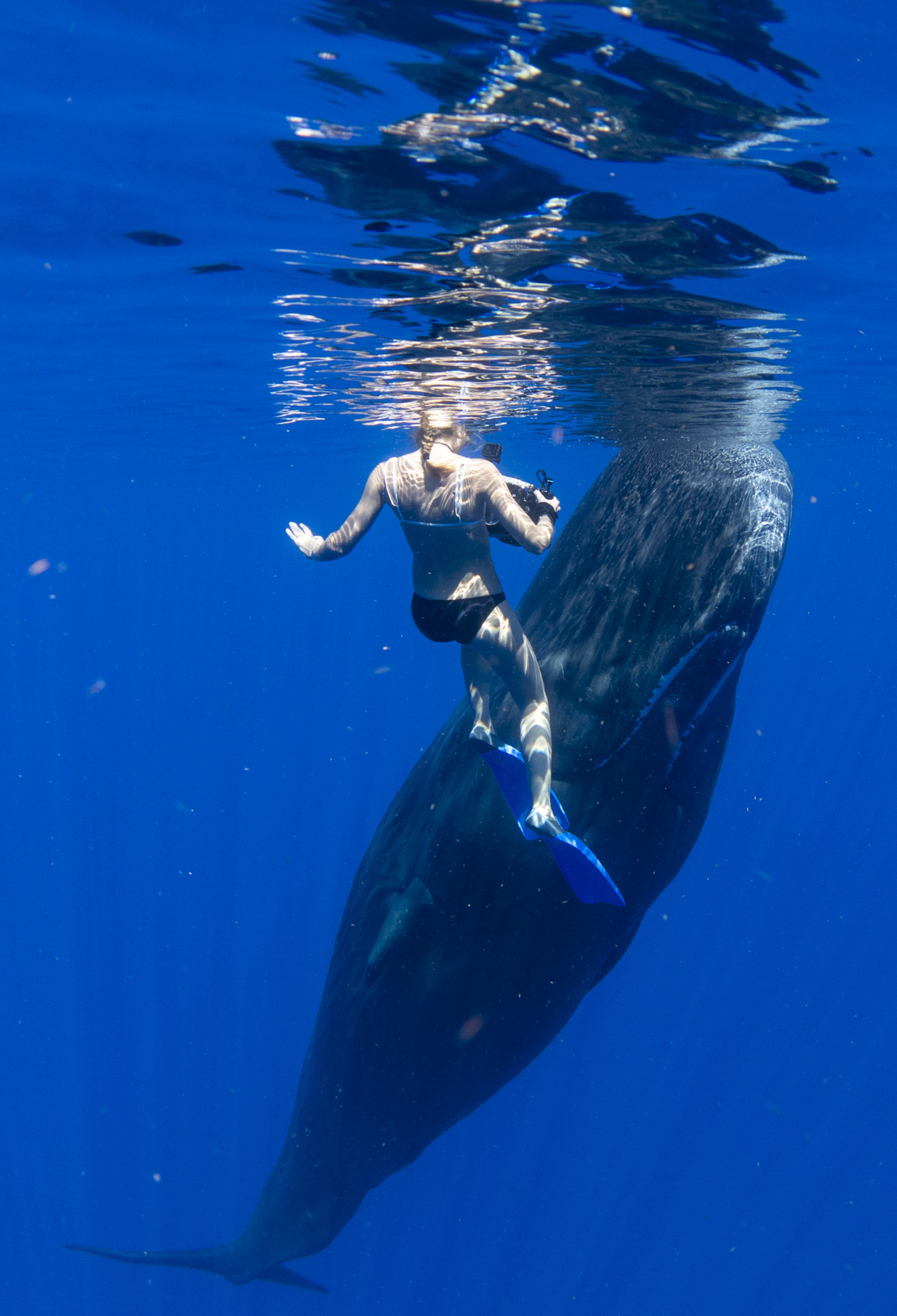 Marine scientist Gaelin Rosenwaks dives with sperm whales. COURTESY GAELIN ROSENWAKS