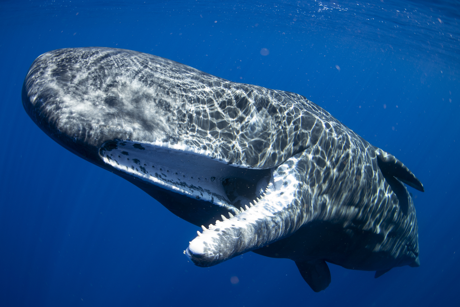 Diving with sperm whales. GAELIN ROSENWAKS